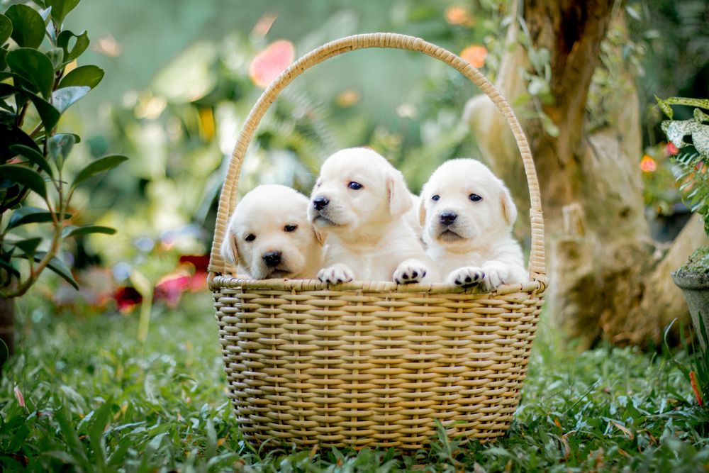 Cuccioli nella loro cesta