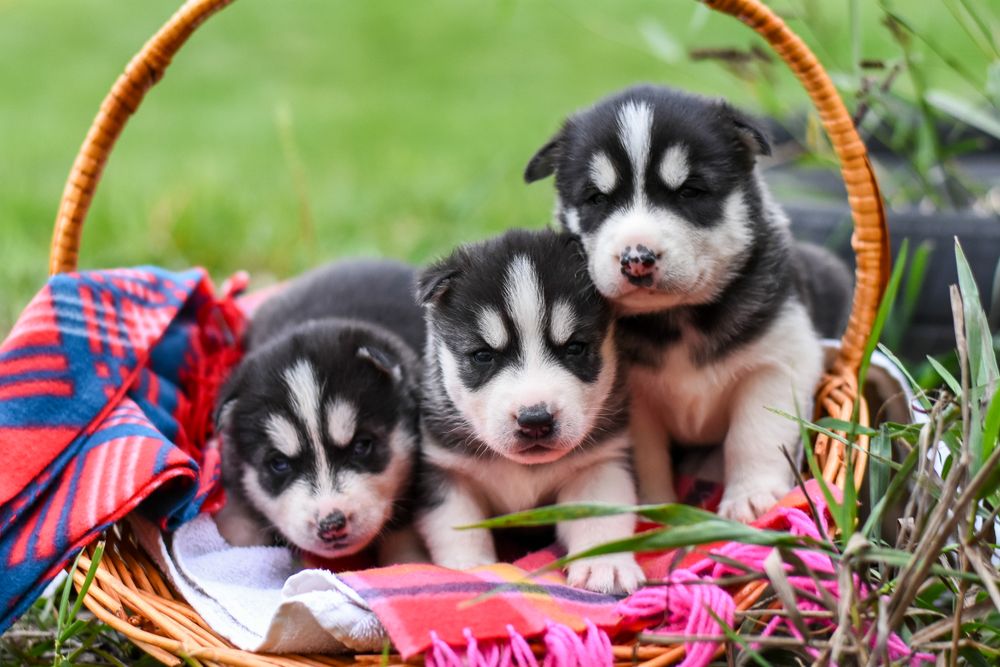 Cuccioli raccolti in una cesta