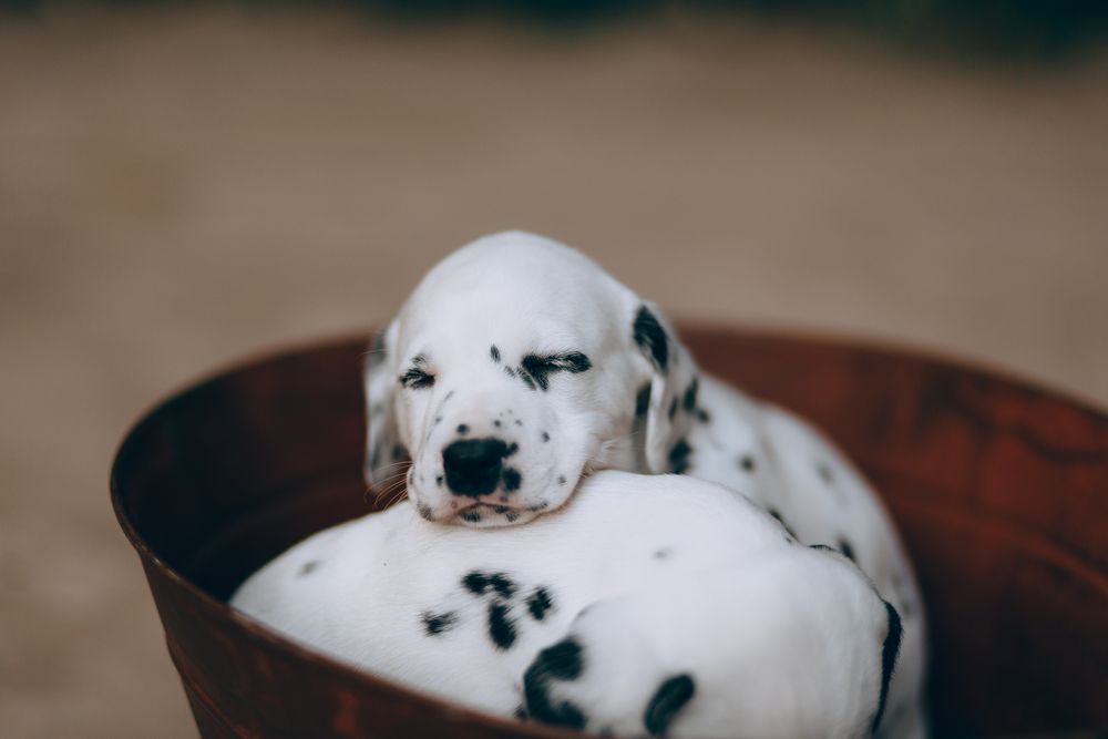 Cuccioli dalmata insieme in una cesta