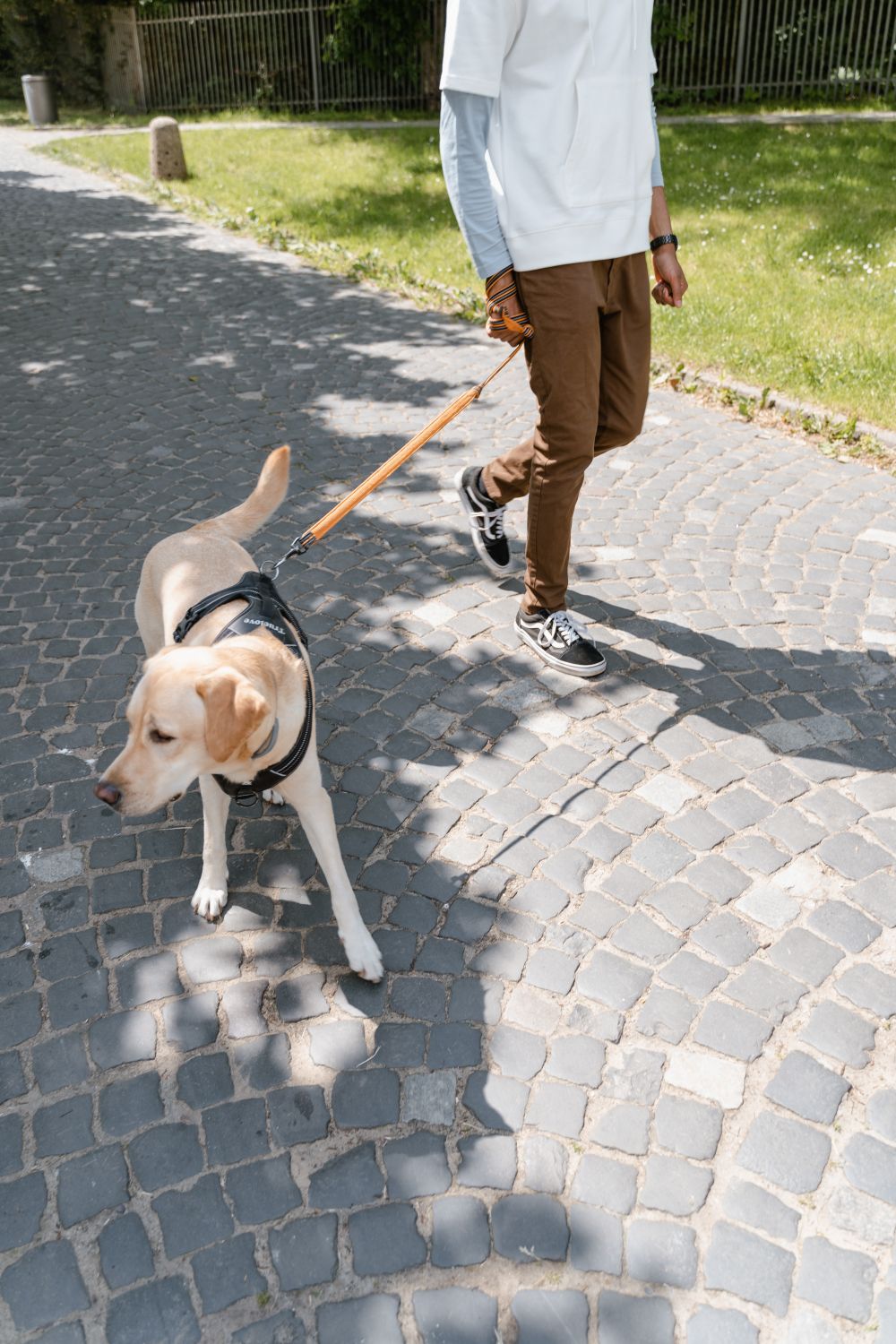 Persona a passeggio con un cane