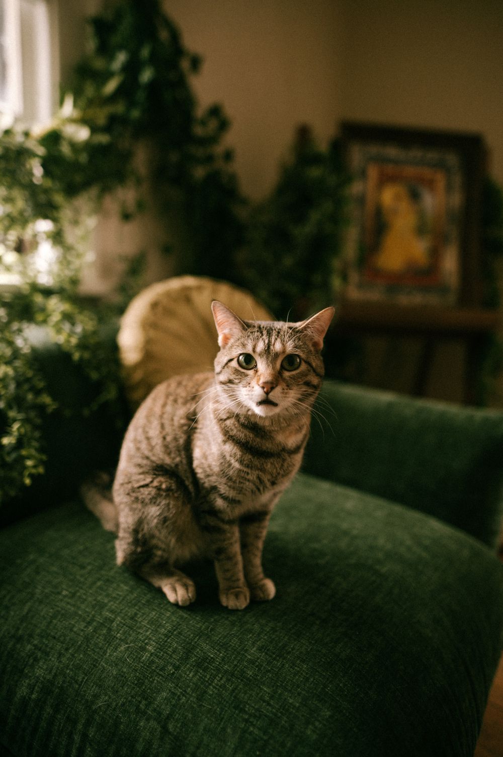 Gatto soriano su un divano verde