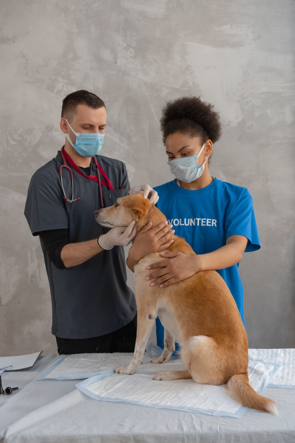 Veterinario e volontaria durante la visita di un cane
